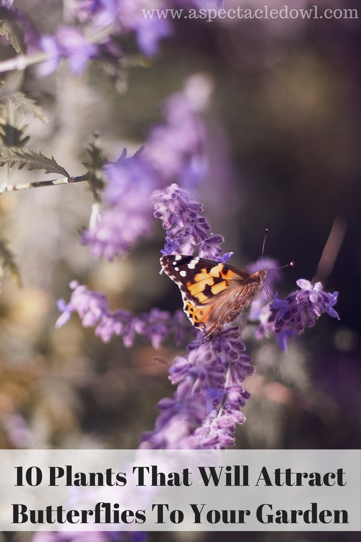 10 Plants That Will Attract Butterflies To Your Garden