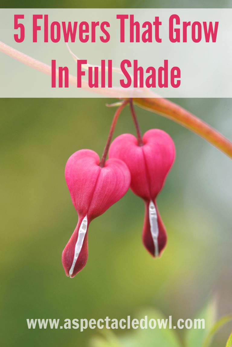 5 Flowers That Grow In Full Shade