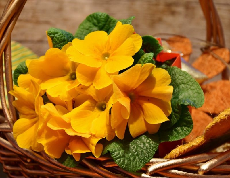 Closeup of yellow primrose as one of the 5 Flowers That Grow In Full Shade