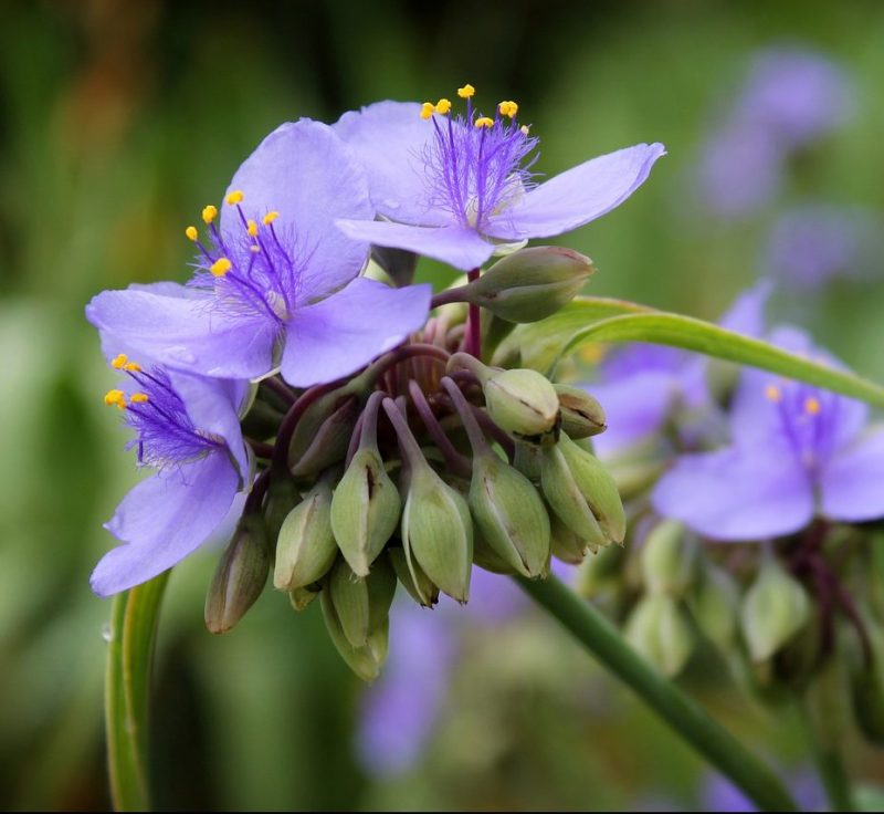 A closeup of the Concord Grape Spiderwort as one of 5 Flowers That Grow In Full Shade