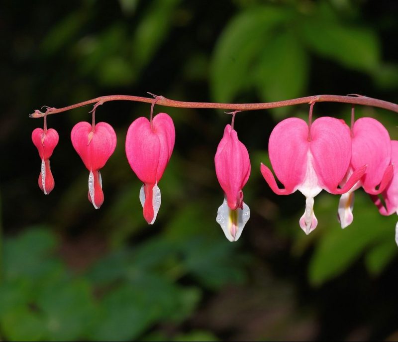 Closeup of pink bleeding heart as one of the five flowers that grow in full shade