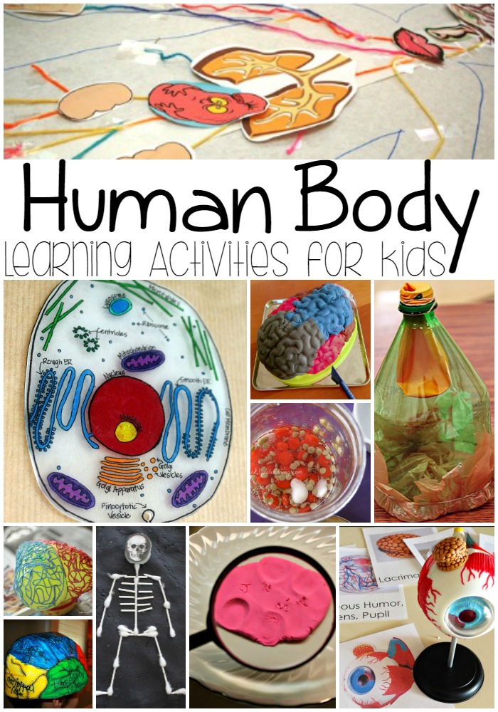 Human Body Learning Activities for Kids - A Spectacled Owl