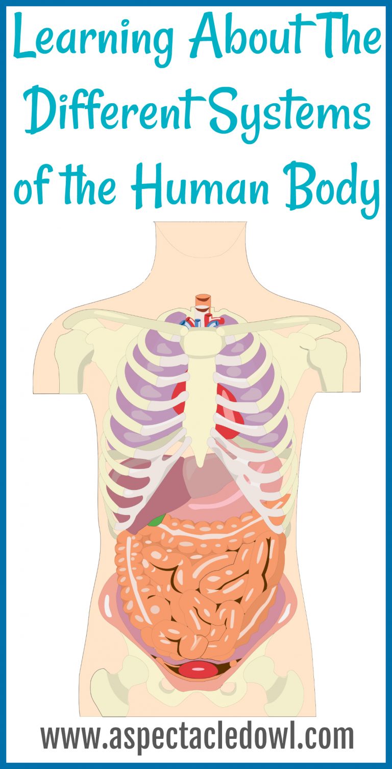 Learning About The Different Systems of the Human Body
