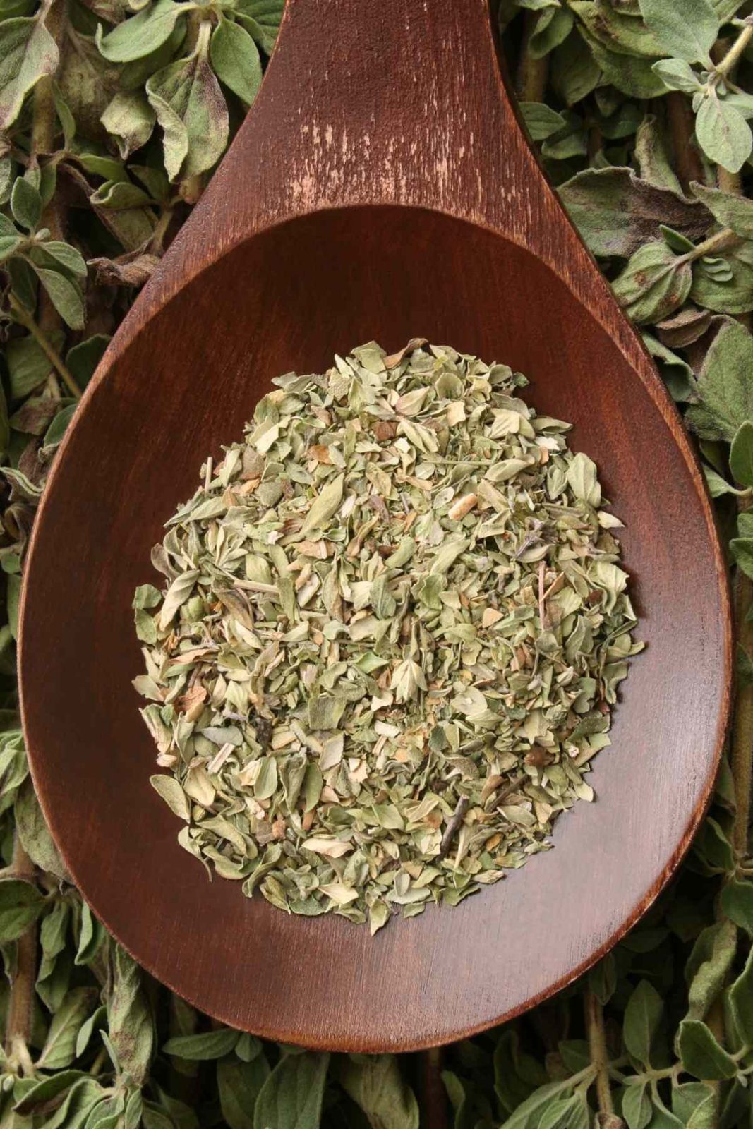 Oregano