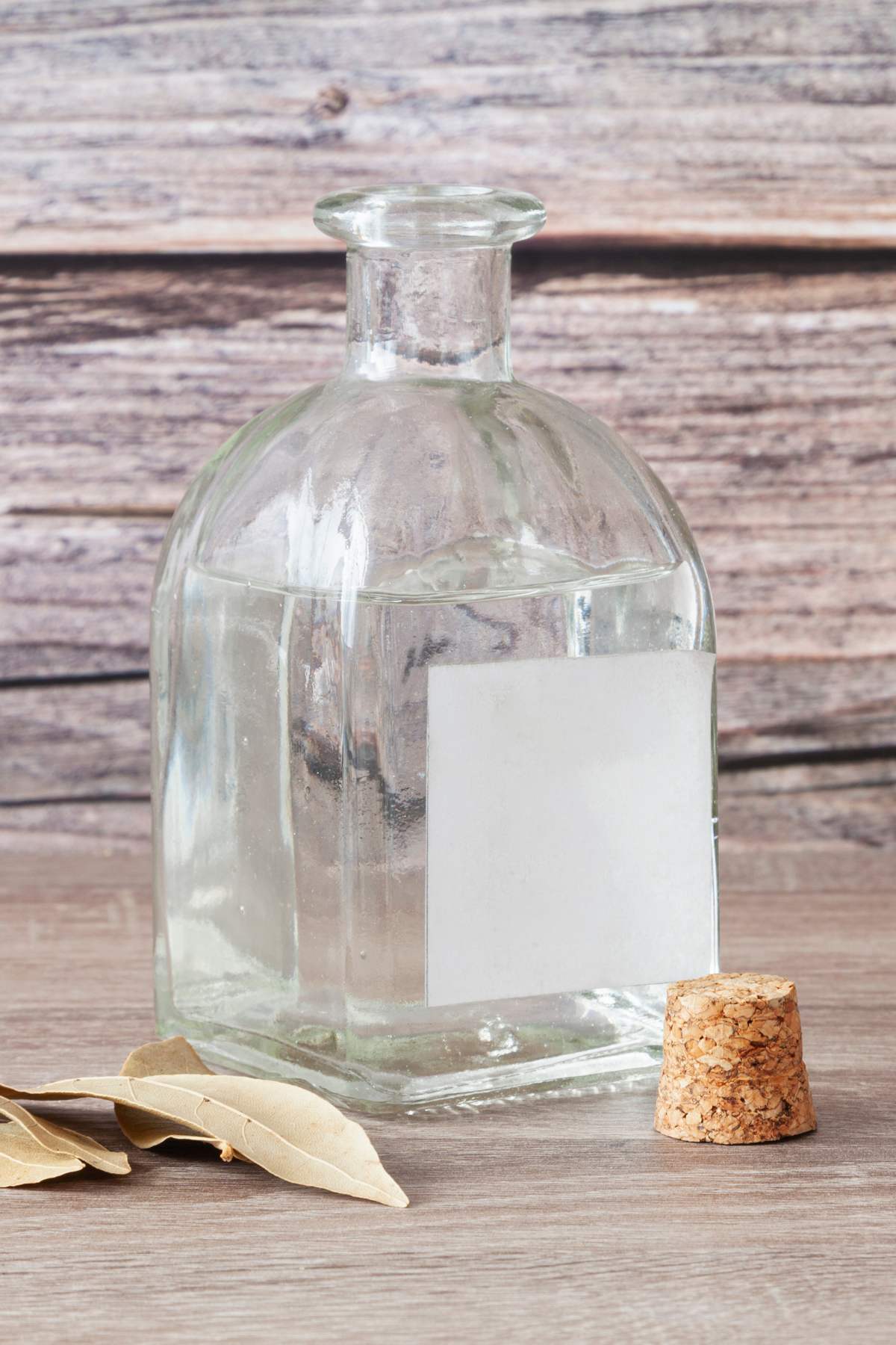 What Is Schnapps A Spectacled Owl